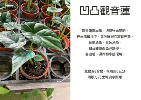 凹凸觀音蓮|【觀音蓮養護心得】種植方法 介質 照顧 繁殖 肥料 神。